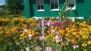 Цветущий сад бабушки Ани