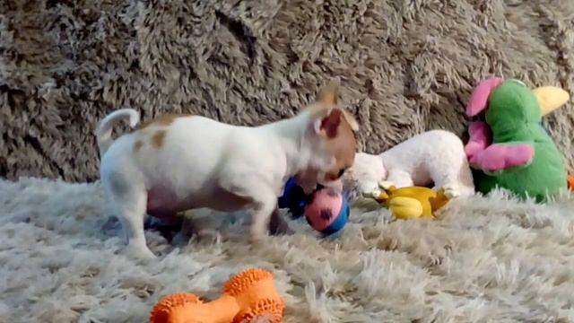 Мальчик чихуахуа 2 мес в продаже смотреть онлайн