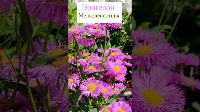 Эригерон или мелколепестник.🌺