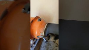 Автоматическая кормушка для собак самодельная 2.0