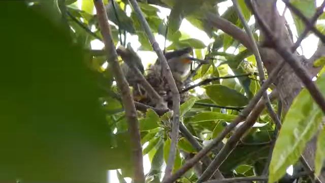 Coolpix L830 review : bird feeding his sons with max zoom смотреть онлайн