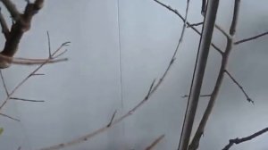 Выращивание  хурмы в горшках.Полив цитрусов и экзотики  зимой. В.И.Мичурин.