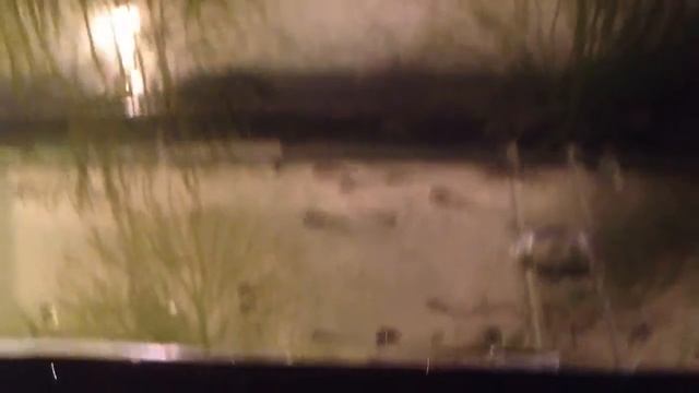 Gambusia holbrooki Fry (eastern mosquitofish) смотреть онлайн