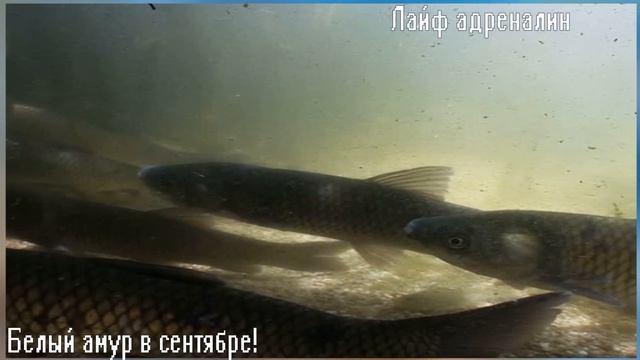 Как на что и где ловить белого амура в сентябре? Наживки на белого амура осенью!