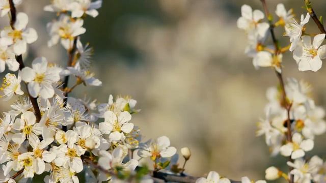 Цветущая вишня — цветы ранней Весны | Футажи красивая природа [FullHD]