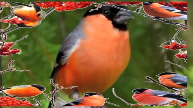 Снегири