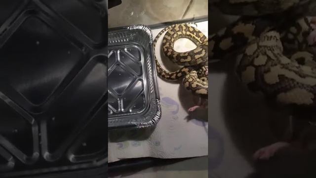 Jungle carpet python eat rat