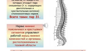 Строение и функции спинного мозга