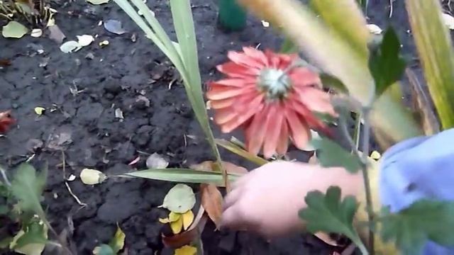 Осенние цветы в саду Последние деньки октября смотреть онлайн