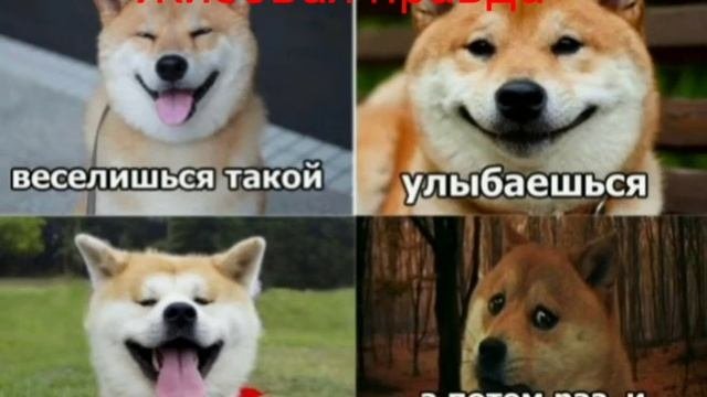 Жизовая правда 3 #жизоваяправда #втоп #мемы #впопулярное #1 #ВПОПУЛЯРНОЕПЖ #собакин  #собакаулыбака