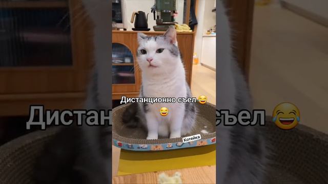 1000002286.mp4 смотреть онлайн