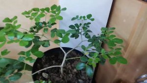 Гваякум лекарственный/ Гваякум лікарський/ Guaiacum officinale