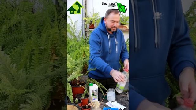 ЗАМОРОЗКИ НЕ СТРАШНЫ! Обработайте этим копеечным раствором любые растения и спите спокойно!