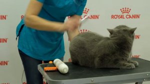 Правила и техника вычесывания британской короткошёрстной кошки. Сухой груминг