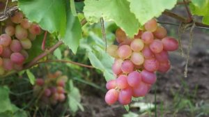 Виноград сорт Памяти Хирурга (август)