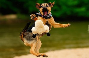 12 МИНУТ СМЕХА  С ЖИВОТНЫМИ#12