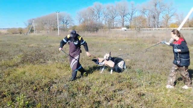 Собака на сене. Василиса Премудрая из Таманской Дачи. 23.10.2021 г. смотреть онлайн