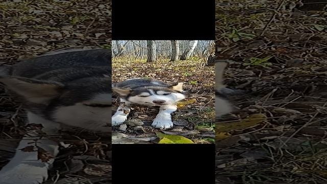 Обед на природе
