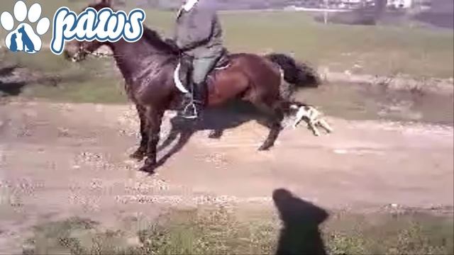 Stupid dog attacks a horse and pays the price!!! смотреть онлайн