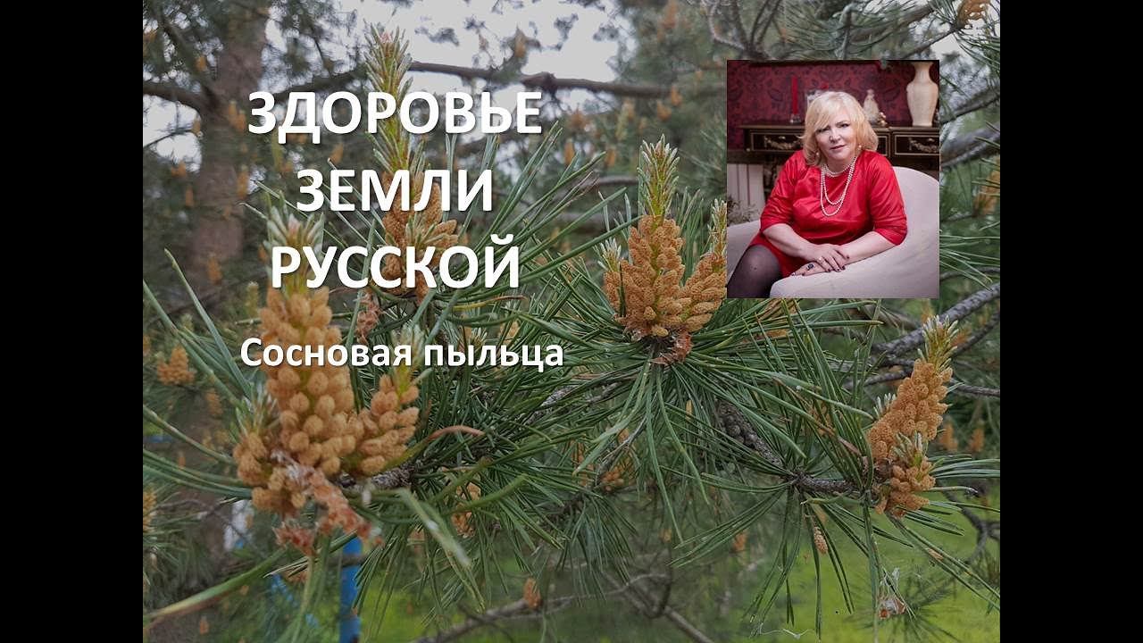 Сосновая пыльца
