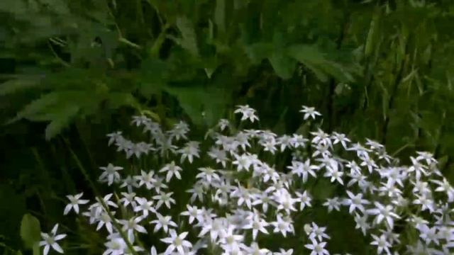 Эдельвейсы цветут... #простымисловами