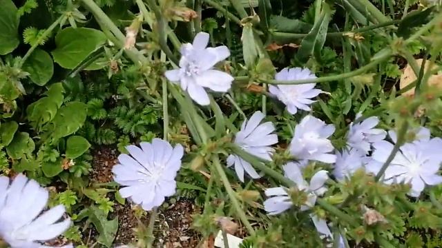 Цикорий. Василек. Бернгардовка. Сбербанк. Июль 2019 г. смотреть онлайн