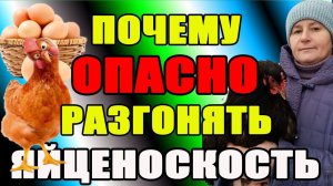 Почему ОПАСНО разгонять яйценоскость у кур.