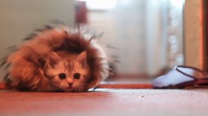 ЗАБАВНЫЙ МИЛЫЙ КОТЕНОК (FUN cute kitten)