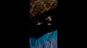 ЕСЛИ УТРОМ ДЕТИ УМЫВАЮТСЯ СОЛНЦЕ В НЕБЕ ЯРЧЕ УЛЫБАЕТСЯ