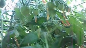 Что бывает если помидоры не пасынковать.