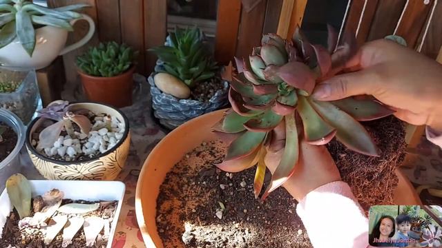 Echeveria agavoides rubra||How to repotting Echeveria agavoides rubra+purple delight update смотреть онлайн