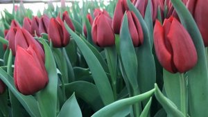 Выгонка тюльпанов к 8 марта