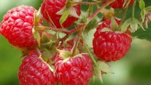 МАЛИНА - Чтобы в ягодах малины не было червей