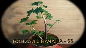 4.Бонссай МАМЕ из Мирта обрезка,формировка,замена грунта.mp4