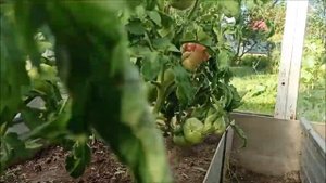 Сколько килограмм помидоров можно собрать с одного куста в теплице.