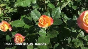 РОЗА ЛАНДЛУСТ. Rosa LandLust