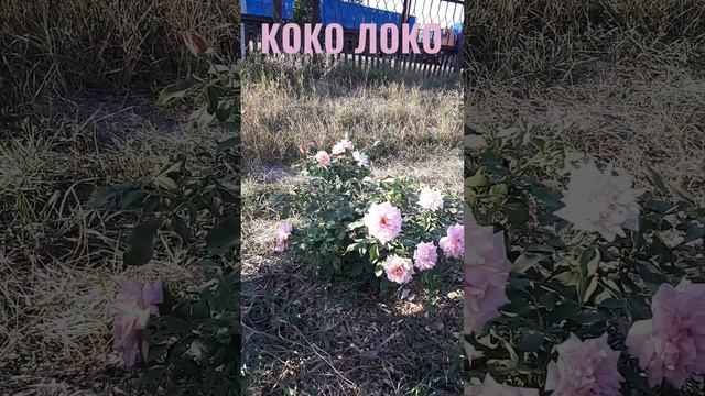 Роза флорибунда Коко Локо (Koko Loko)