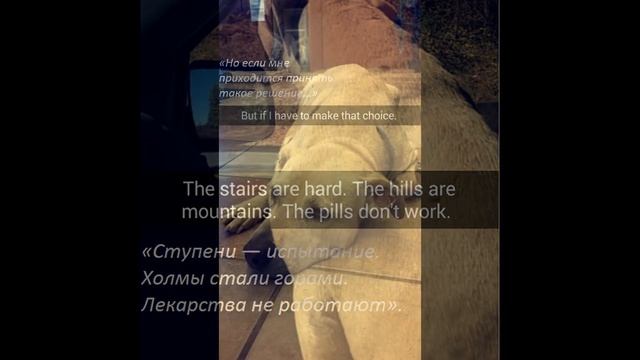 Девушка устроила своей собаки прощальный день перед усыплением смотреть онлайн