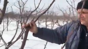 О интенсивном саде черешни на подвое ВСЛ 2