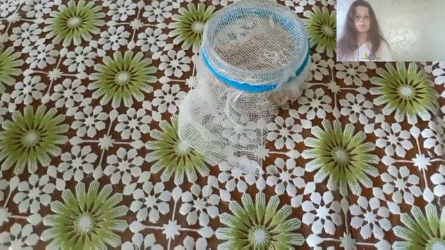 КАК ВЫРАСТИТЬ ПШЕНИЦУ ДЛЯ ПОПУГАЕВ
