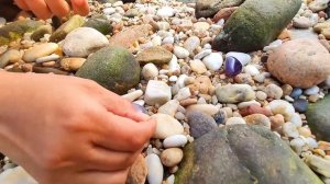 Can Ying find the big pearls from these huge seashells? Delicious + pearls
