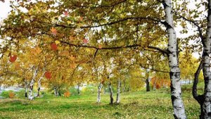 Посёлок Амурсталь..mpg