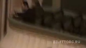 Схема зала, Новая сцена Большого театра, бельэтаж