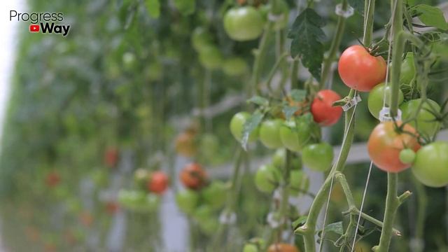 Самые Урожайные Томаты 2021 Году Для Теплицы! смотреть онлайн