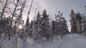 Заячьи тропы, петля на зайца, проверка!