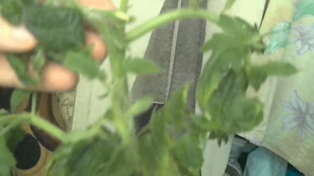 Помидор в квартире, от семечка до плода, сорт Загадка смотреть онлайн