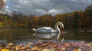 Женский романс. Ольга Гера.mp4