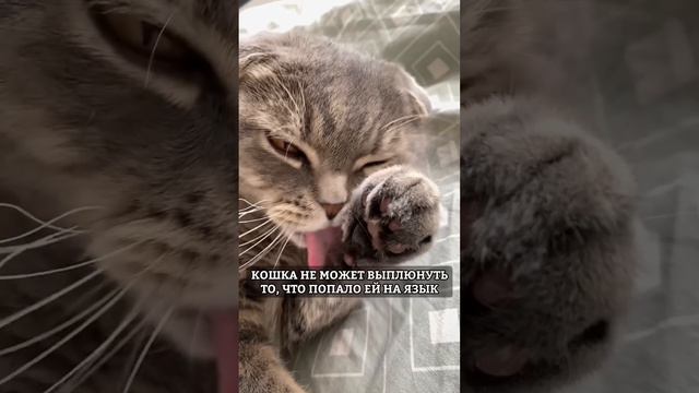 КОШАЧЬИ ‘БАГИ’ или НЕДОСТАТКИ смотреть онлайн