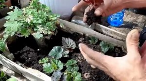 БЕГОНИЯ Клубневая из семян ЗАЦВЕЛА?Маленькие Хитрости и Уход.mp4