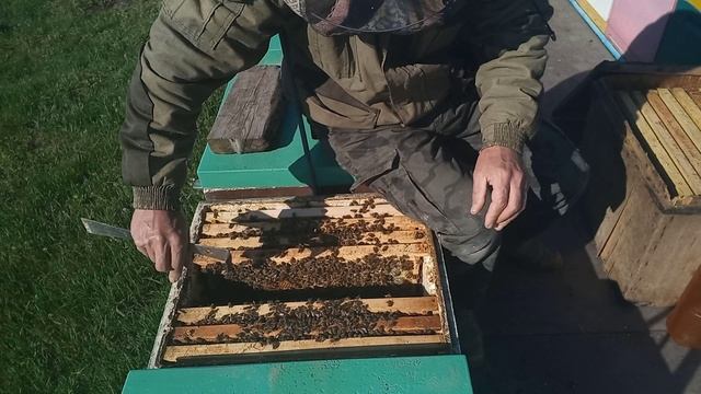 Выводим маток, формируем семьи воспитательницы смотреть онлайн